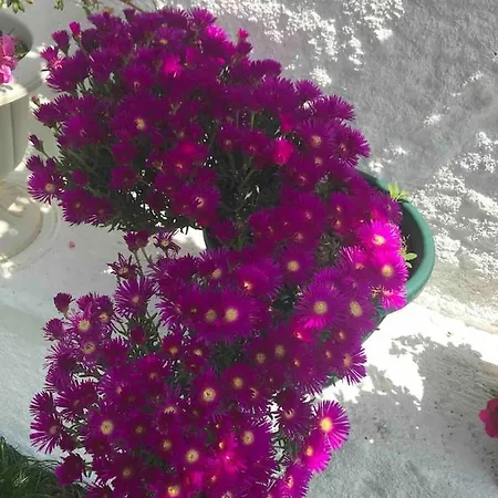 Luex Havuzlu Hotell